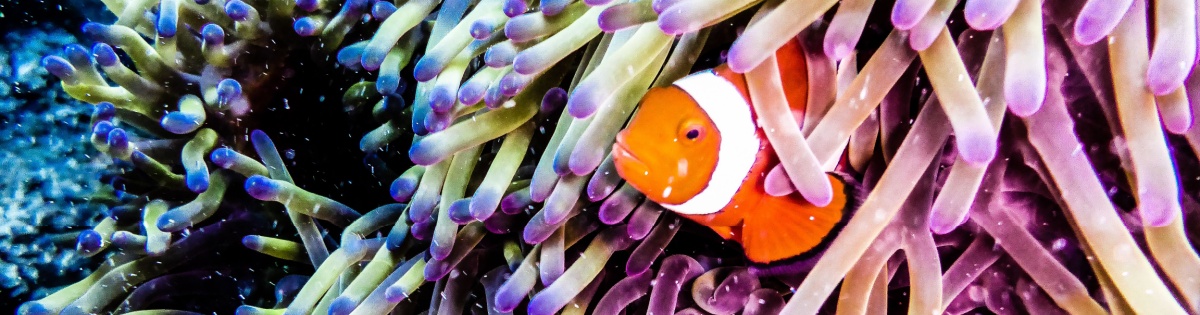 Great Barrier Reef 