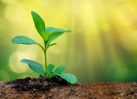 Seedling emerging from the ground