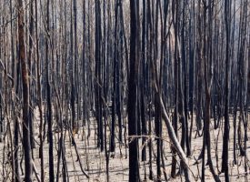 Burnt trees and ash following bushfire
