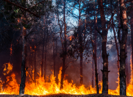 Bushfire - AMA raises alarm on the health impacts of climate change 
