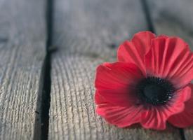 poppy flower on a table