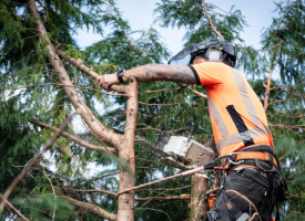 tree surgeon