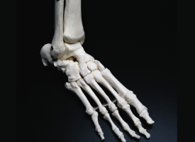 Skeletal foot