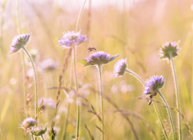 field of purple flowers 