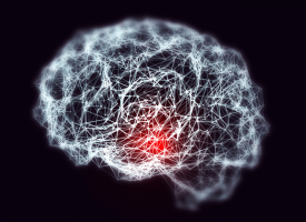 brain