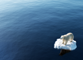 polar bear on ice