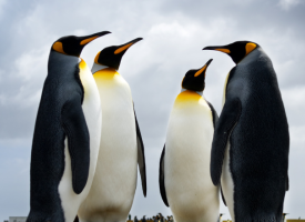 Penguins having a chat 