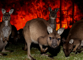 Bushfire and kangaroos