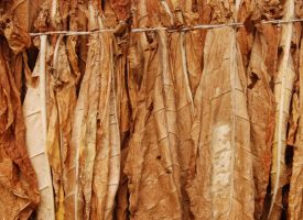 Tobacco leaves