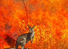 Kangaroo Fire