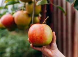 Kid grabbing apple