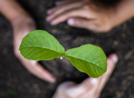 Children planting a tree in soil