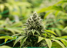 Indoor medical cannabis plant