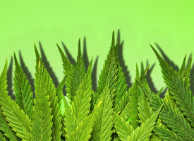 Cannabis
