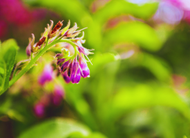Symphytum officinalis (comfrey)