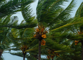Cyclone Alfred