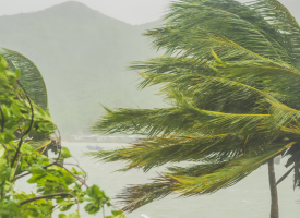 Trees in a cyclone
