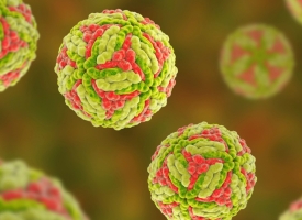 Japanese Encephalitis Virus