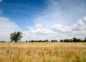 Image of a rural Australian landscape