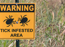 Yellow warning sign of tick infested area in front of thick grass