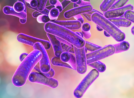 Rod-shaped bacteria Shigella which cause food-borne infection shigellosis or dysentery