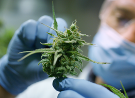 Scientist holding medicinal cannabis