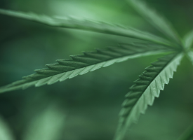 Medicinal cannabis