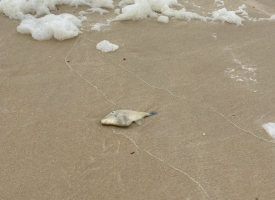 Dead fish on Adelaide beach