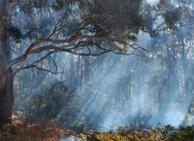 bushfire