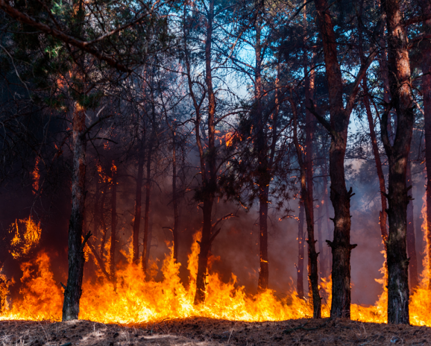 Bushfire - AMA raises alarm on the health impacts of climate change 