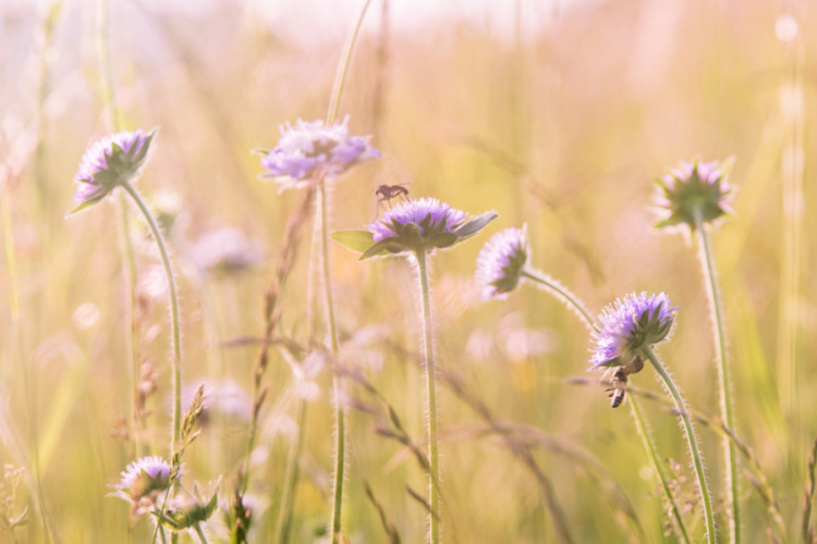field of purple flowers
