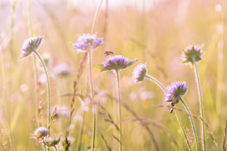 field of purple flowers 