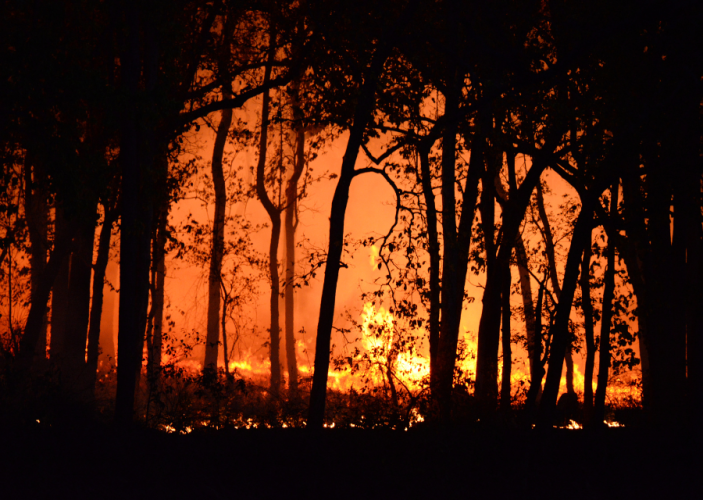 burning forest 