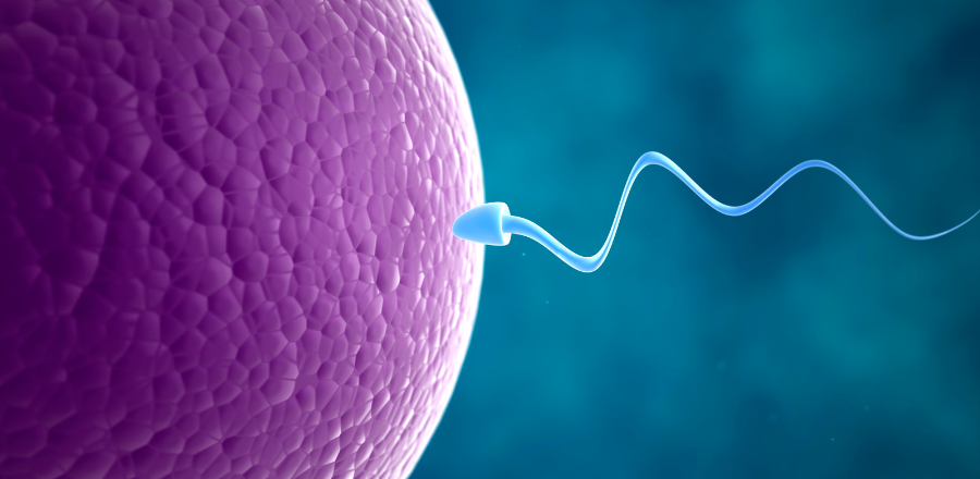 Sperm and egg