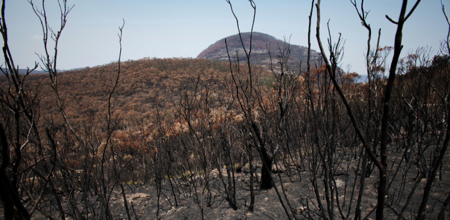 Bushfire damaged landscape