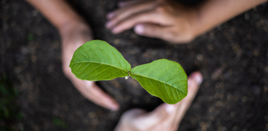 Growing tree