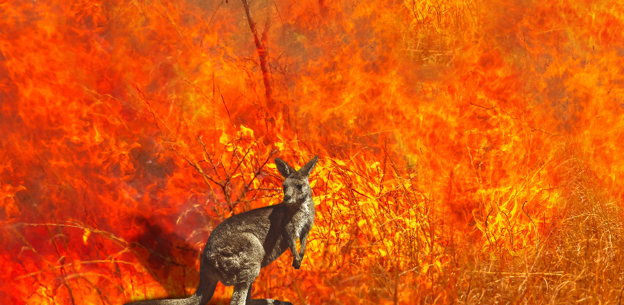 Kangaroo Fire