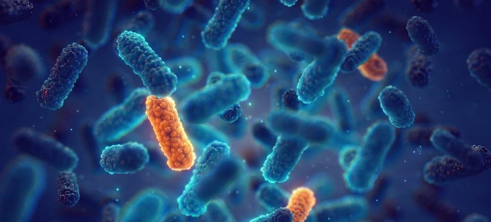 image of bacteria