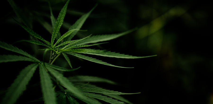 Close up of cannabis leaf