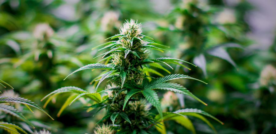 Maturing cannabis plant